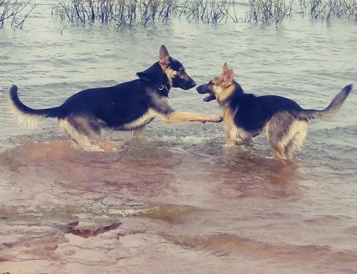 Washita Veterinary Hospital Picture 6