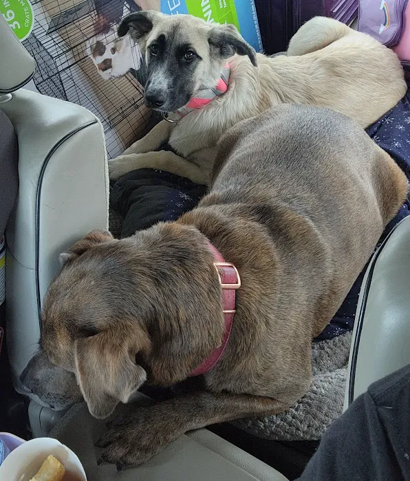 Pet Medical Center Picture 2