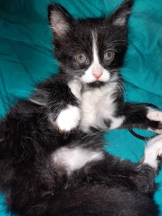 Pet Medical Center Picture 1