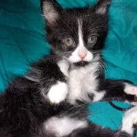 Pet Medical Center ico