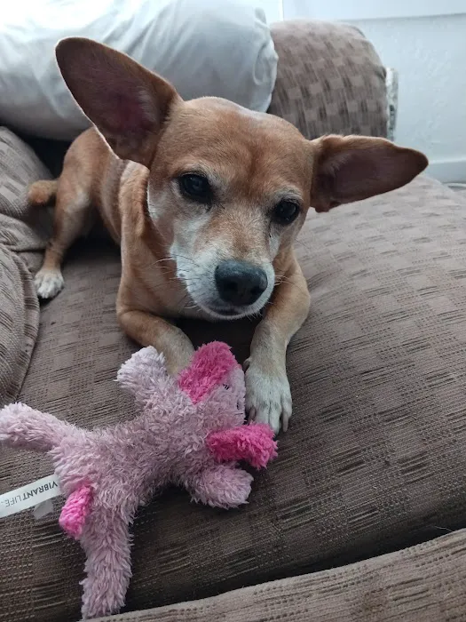 Pet Medical Center Picture 5