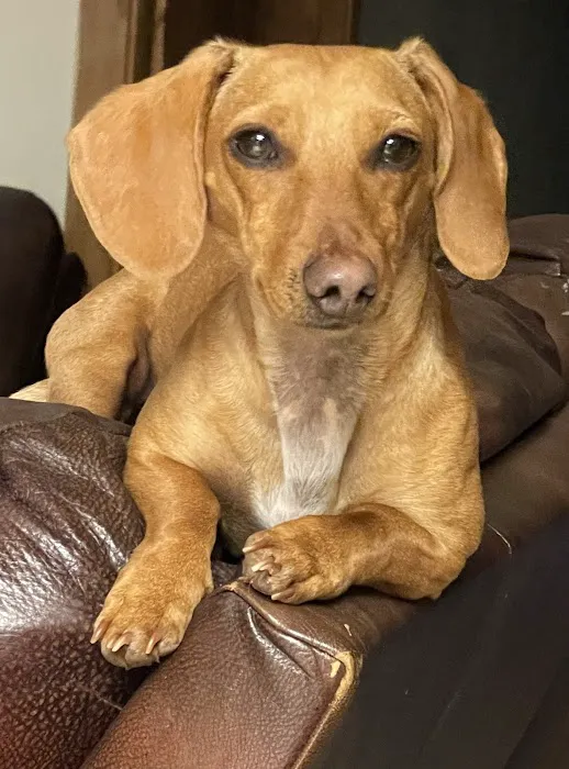 Cimarron Veterinary Hospital Picture 2