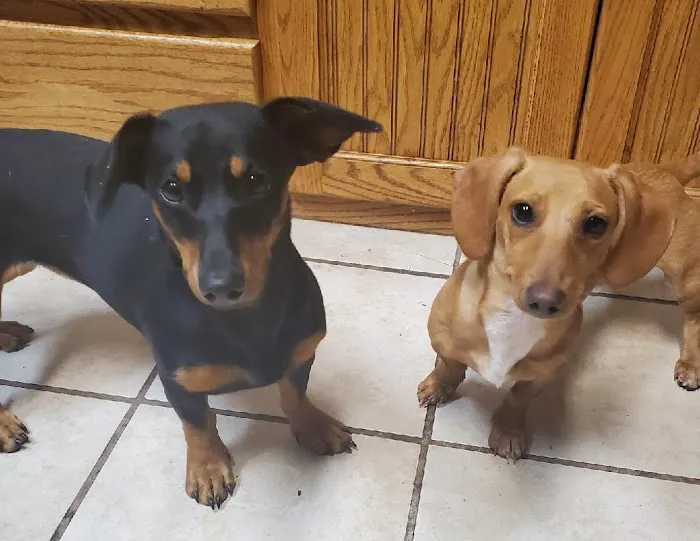 Cimarron Veterinary Hospital Picture 1