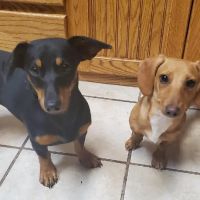 Cimarron Veterinary Hospital ico