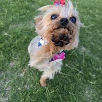 Heartland Animal Hospital ico