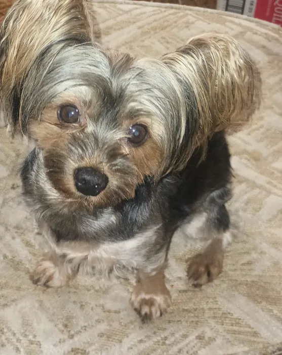 Animal Hospital of Weatherford Picture 3