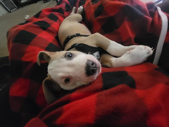 Animal Hospital of Weatherford Picture 1