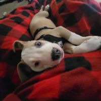 Animal Hospital of Weatherford ico