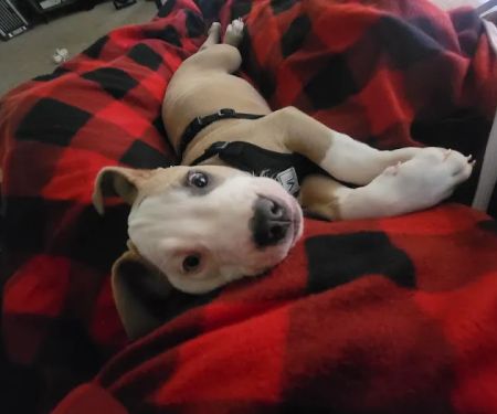 Animal Hospital of Weatherford