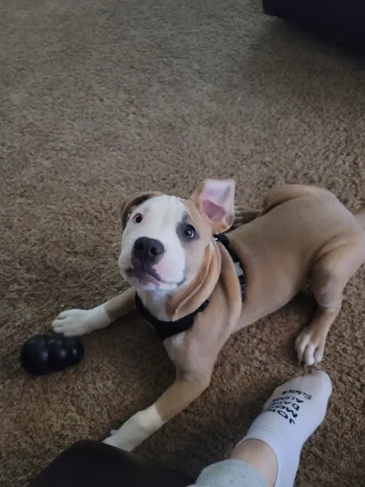 Animal Hospital of Weatherford Picture 2