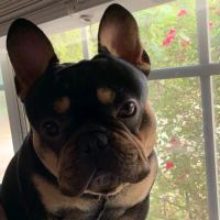 Verden Veterinary Clinic ico