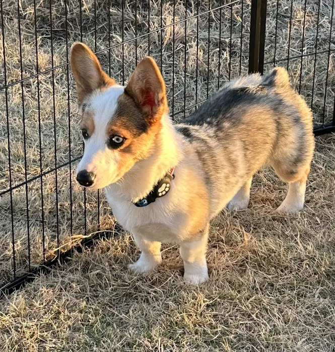 Verden Veterinary Clinic Picture 4