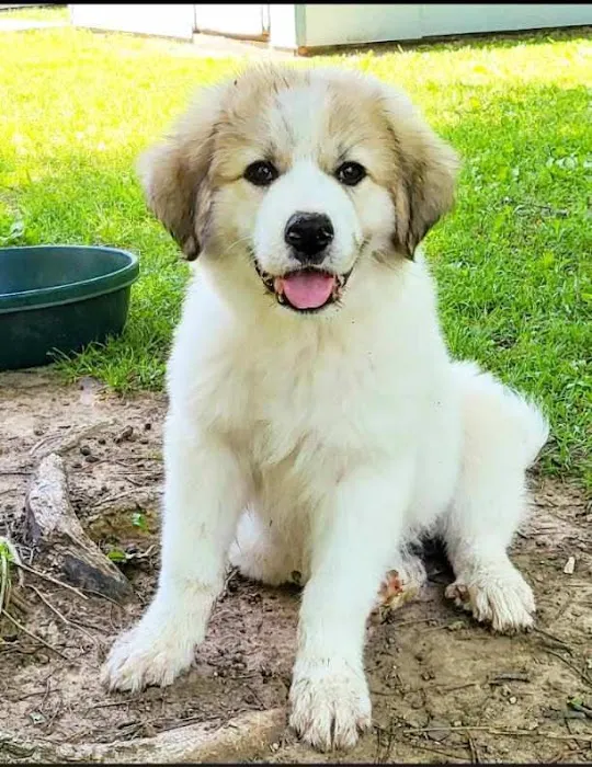 Verden Veterinary Clinic Picture 6