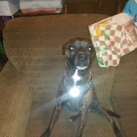 Anadarko Veterinary Clinic ico