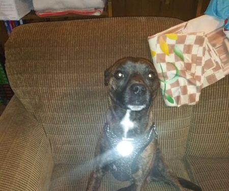 Anadarko Veterinary Clinic