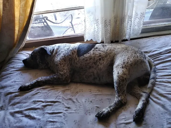 Rush Springs Veterinary Services Picture 1