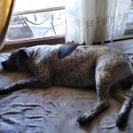 Rush Springs Veterinary Services