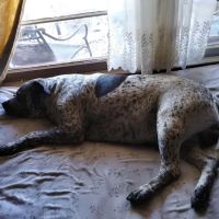 Rush Springs Veterinary Services ico