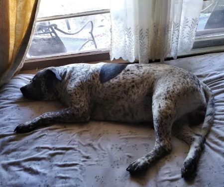 Rush Springs Veterinary Services