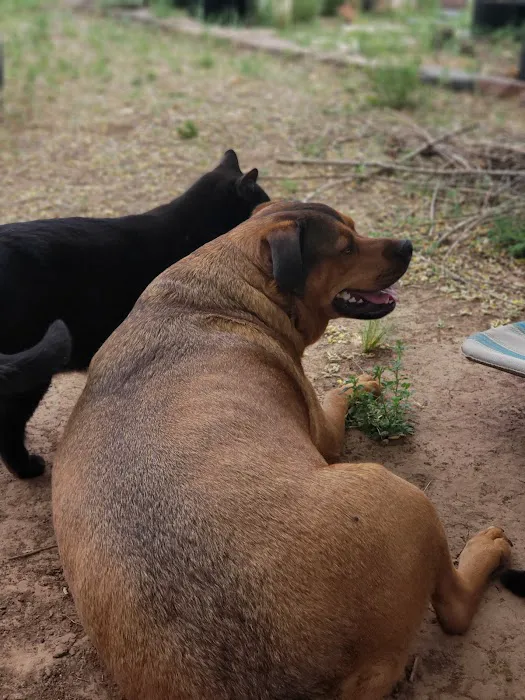 All Creatures Animal Hospital Picture 4