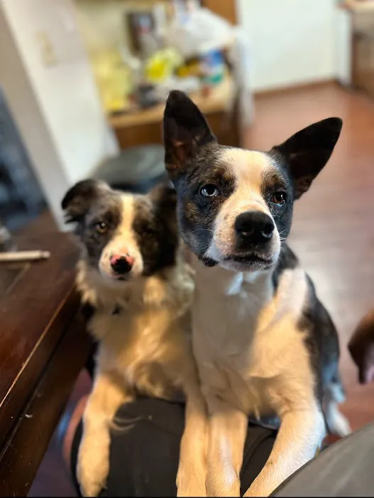 All Creatures Animal Hospital Picture 3