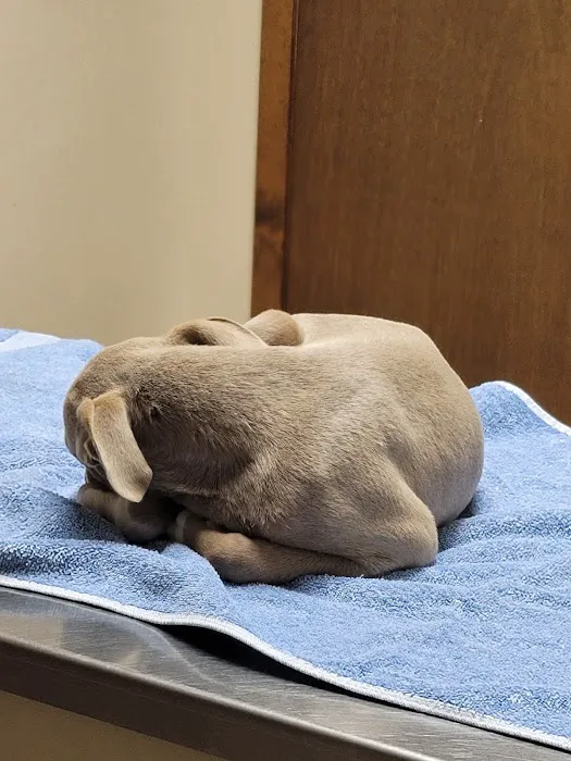 All Creatures Animal Hospital Picture 1