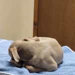 All Creatures Animal Hospital