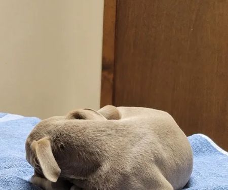 All Creatures Animal Hospital