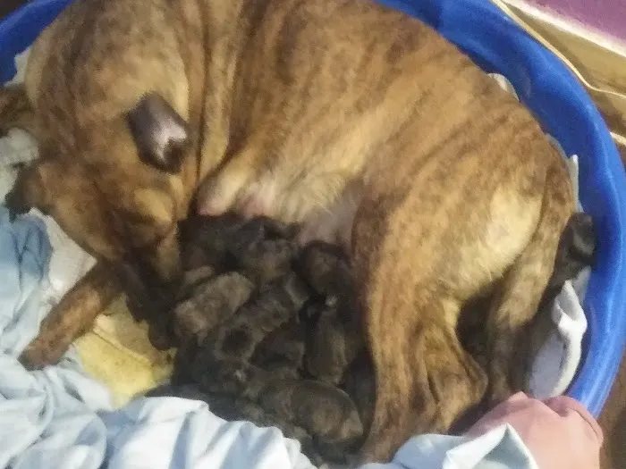 Thorne Jason DVM Picture 4