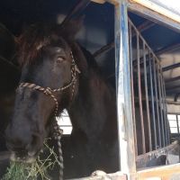 Highland Veterinary Clinic ico