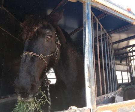 Highland Veterinary Clinic