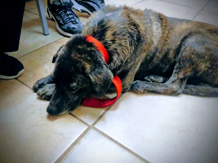 Highland Veterinary Clinic Picture 5