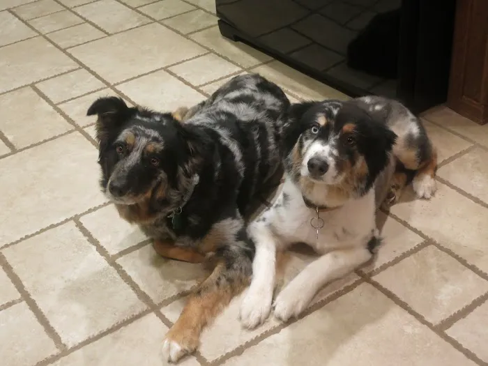 Highland Veterinary Clinic Picture 4