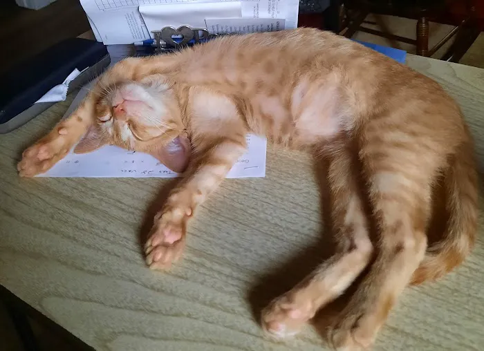 Highland Veterinary Clinic Picture 6