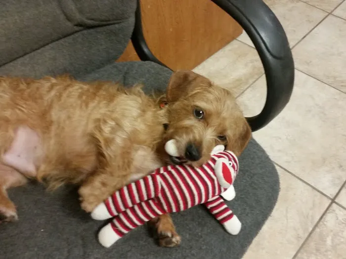 Highland Veterinary Clinic Picture 8