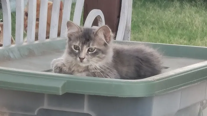 Clinton Veterinary Hospital Picture 1