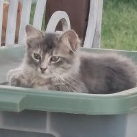 Clinton Veterinary Hospital ico