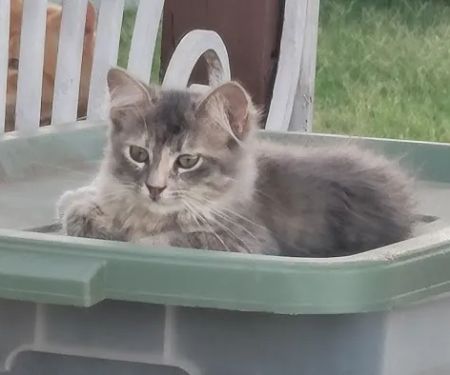 Clinton Veterinary Hospital