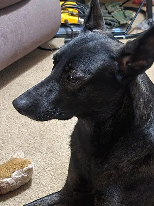 Clinton Veterinary Hospital Picture 3