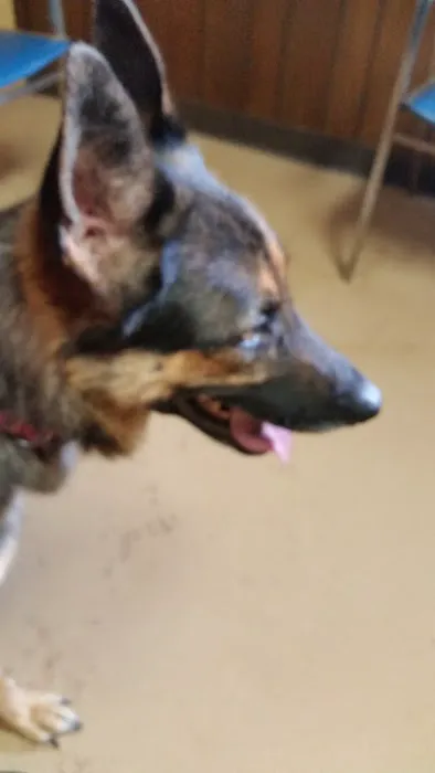 Bonham Jim DVM Picture 1