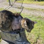 Harper Veterinary Services