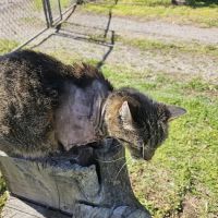 Harper Veterinary Services ico