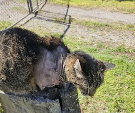 Harper Veterinary Services