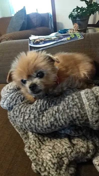 Harper Veterinary Services Picture 3