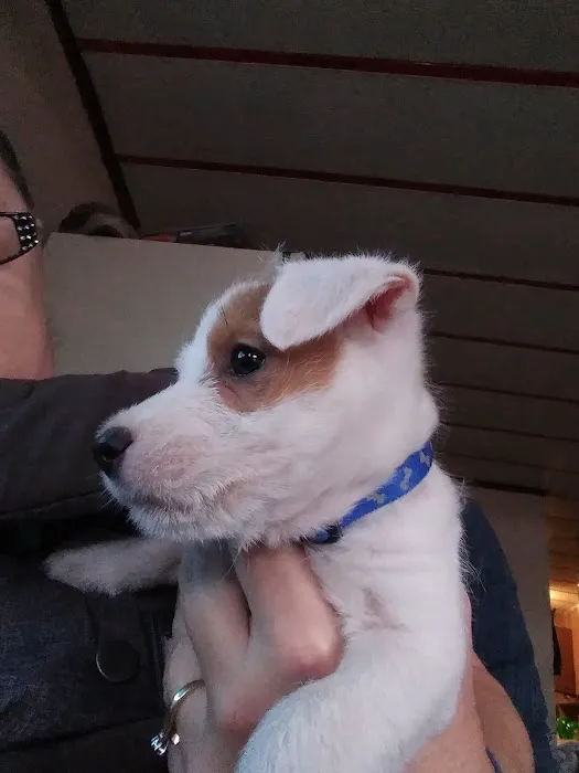 Marlow Veterinary Clinic Picture 1