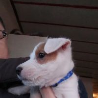 Marlow Veterinary Clinic ico