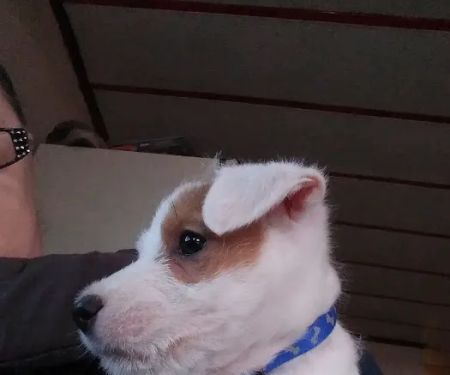 Marlow Veterinary Clinic