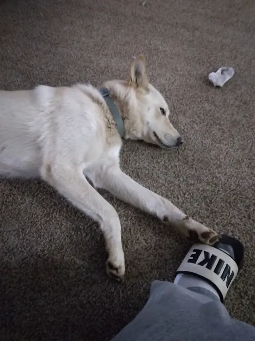 Marlow Veterinary Clinic Picture 4