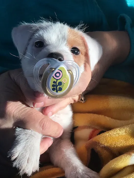 Marlow Veterinary Clinic Picture 2