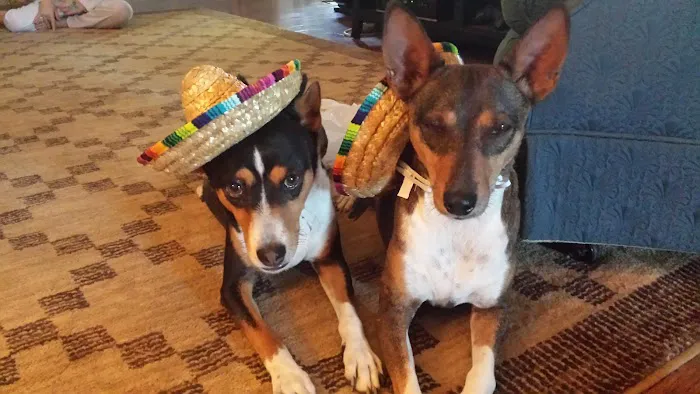 Osage Animal Hospital Picture 6